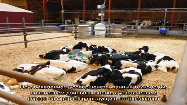 Беспривязное или привязное содержание – что выбрать для коров? смотреть онлайн
