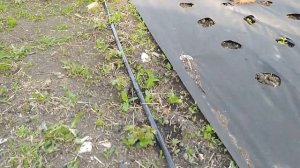 Устройство нашего капельного полива на участке 2