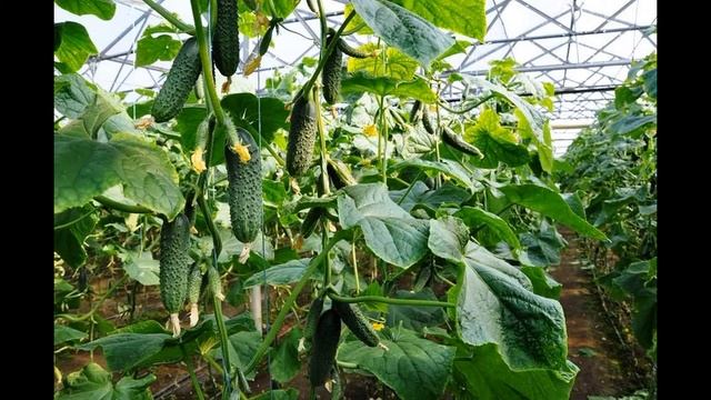 Огурец Лютояр смотреть онлайн