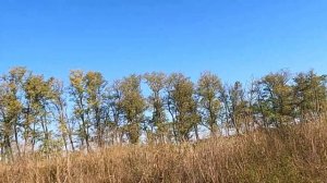 ОХОТА ФАЗАН в Неклиновском районе РОСТОВСКАЯ ОБЛАСТЬ