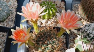 Обзор цветущих кактусов.Литопсы.Лобивия зацвела.