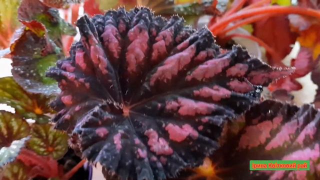 @user-rk3hq4gy9h Кімнатні рослини Бегонії Обзор Бегоній смотреть онлайн