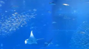 Релакс океан.