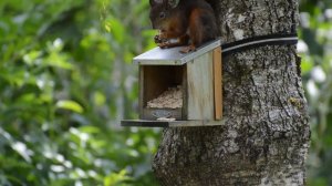 Белка | Животные | Природа.