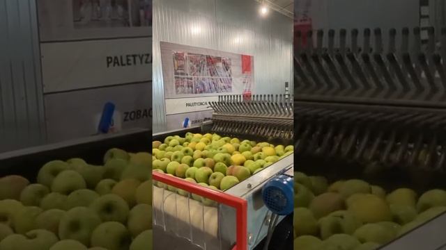 Линия для калибровки, сортировки и упаковки яблок. Сделано в России!