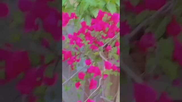 Bougainvillea glabra flowers from my garden!?/#bougainvillea #youtubeshorts