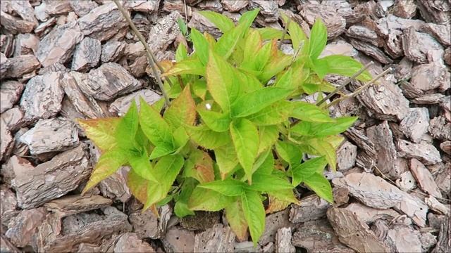 Огород - ипомея, томаты, семена с мирабилиса, свёкла / Garden 2017 23 смотреть онлайн