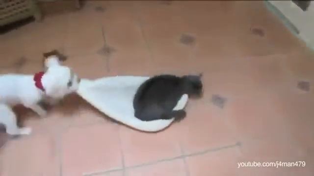 Кошачий беспредел