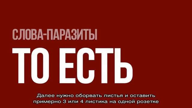 Пересадка и размножение клубники и земляники садовой делением куста и для омоложения летом, осенью.