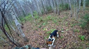 2017 - 2. Охота на зайца. Щенок русской пегой гончей "Гром" впервые знакомится с зайцем.