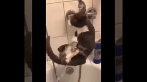 Самые неуклюжие коты собраны в одном видео!