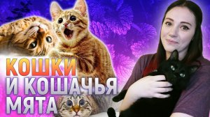 Вот почему на самом деле кошки любят кошачью мяту! | DeeaFilm