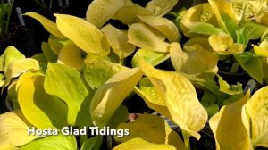 Rewela Hostas Looks At Hosta Glad Tidings