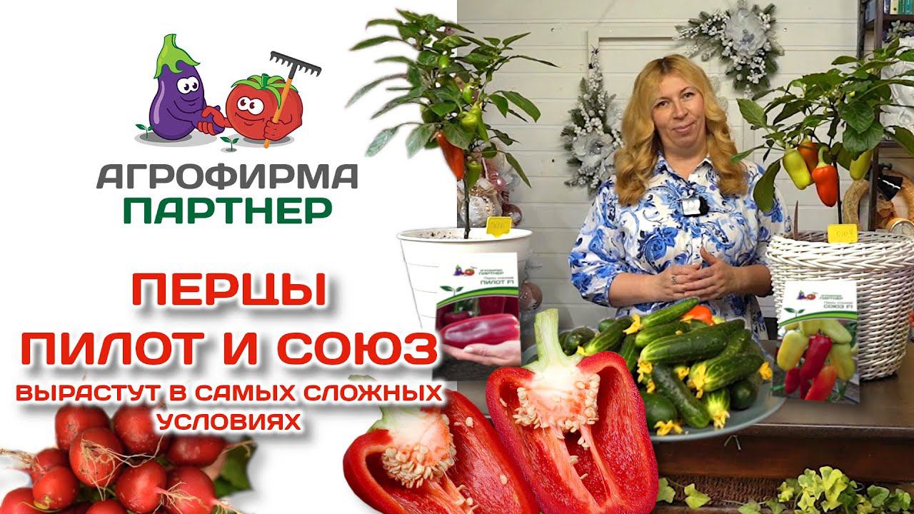 Перцы Пилот и Союз | вырастут в самых сложных условиях