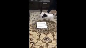 ПОЧЕМУ КОШКИ НЕ НАСТУПАЮТ НА КОРАН? Реакция кошек на Коран!