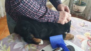 Щенок Бернского Зенненхунда, 1.5 месяца.