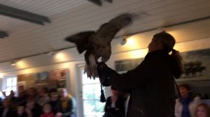 The falconry farm near Copenhagen