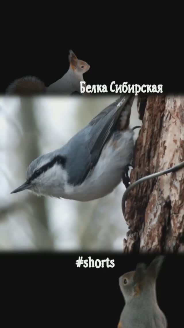 #shorts Обыкновенный поползень на сосне