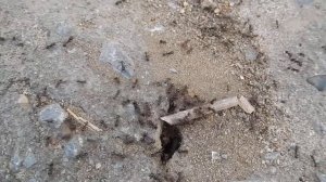 Муравьи ползают у муравейника