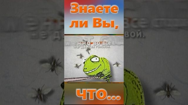 Знаете ли Вы, Что? Хамелион