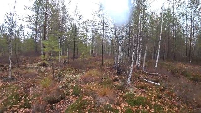 За клюквой на мотовездеходах SR
