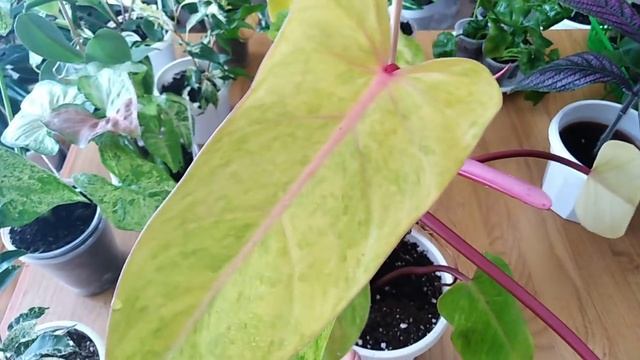 Комнатные растения.Цветочные новости с южного окна. смотреть онлайн