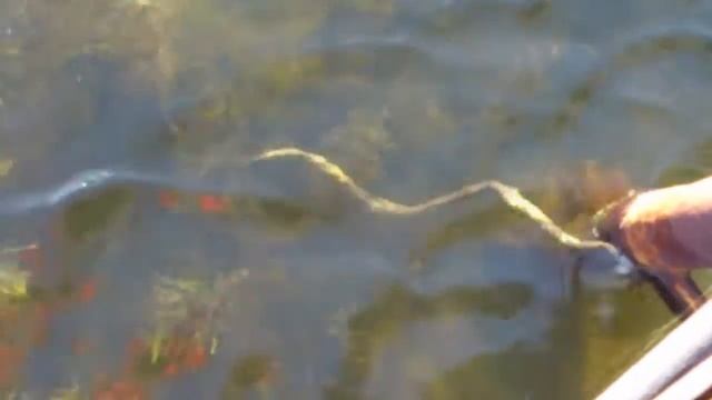 Змей-бычколов в лимане Приморска. смотреть онлайн