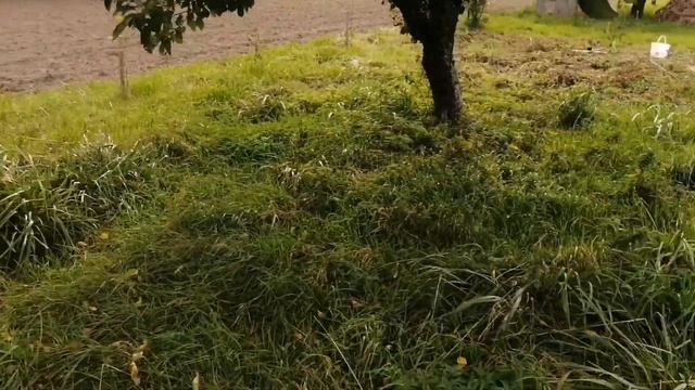 Посадка саженцев лиственницы / Лесосад своими руками / Посадка деревьев. смотреть онлайн