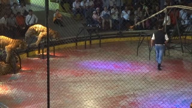 Sriracha tiger zoo. Show with tigers.