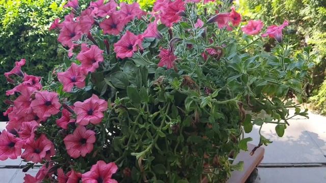 Обрезка петунии-сурфинии для пышного цветения все лето смотреть онлайн