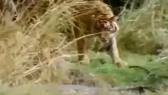 12 безумных животных бои пойман на камеру Орел против Змеи реальном бою, Орел против морской Змеи смотреть онлайн