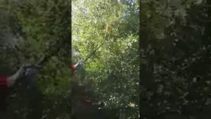 Как быстро сорвать груши с высоких веток.