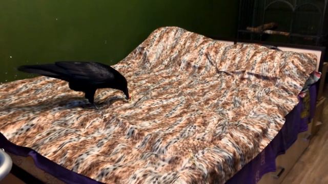 Мышка не понравилась смотреть онлайн