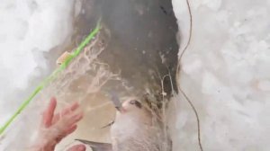 СЕТИ ЗАБИТЫ КРУПНОЙ РЫБОЙ. ПРОВЕРКА СЕТЕЙ ЯНВАРЬ 22