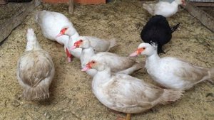 Мускусные утки(Индоутки) готовятся к яйцекладке. Ждём инкубационного сезона у птицы.