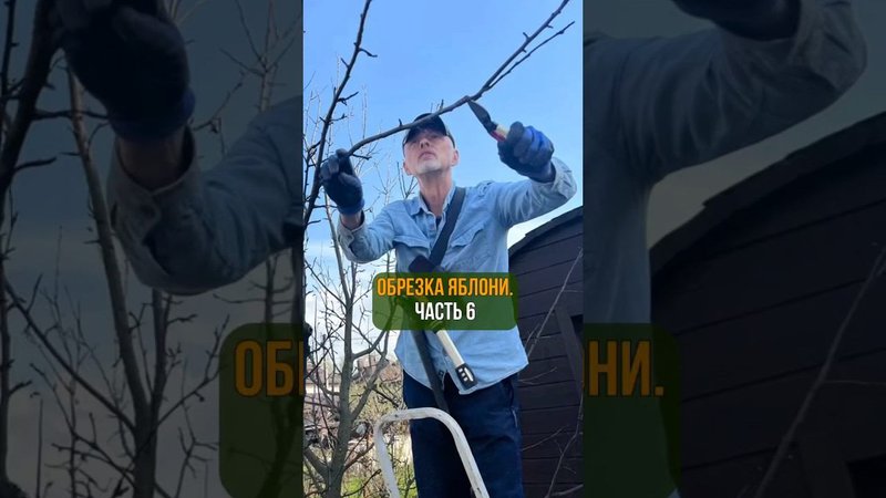 ОБРЕЗКА ЯБЛОНИ. Часть 6.