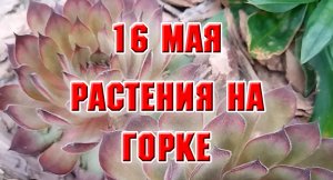 16 мая. Растения на каменной клумбе