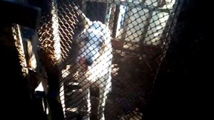 Вылечил рак содой у собаки