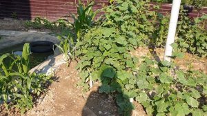 Эрпели сегодня Пруд своими руками #ДАГЕСТАН #ПРУД #ОГОРОД