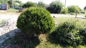 Шелковица плакучая. Возраст 6 лет.