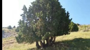 Орзугул Худжамова суруд дар ёди ватан