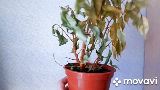 Комнатные растения. Куда пропала. #комнатныецветы#замерзлицветы#суккуленты#фикусы смотреть онлайн