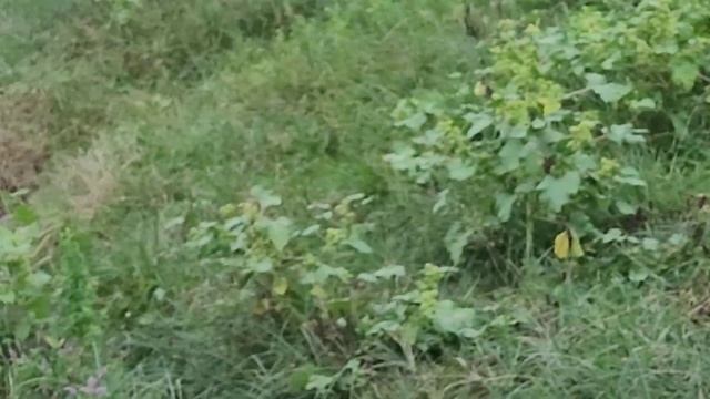 Jager отстрел 55м комплексная работа. смотреть онлайн