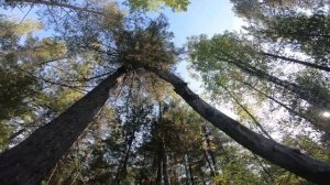 Ягодосборник / комбайн для ягод  / Berries picking rakes