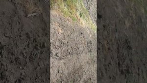 Итог обработки Раундап и По всходам картошки Препаратом Титус