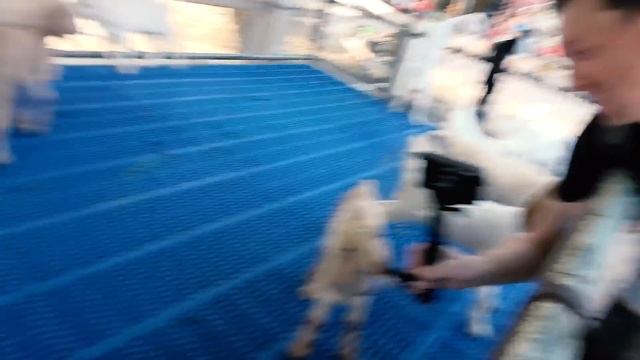 Илья и Картонка кормят ТИГРОВ и других зверей в тайском зоопарке. Кто остался ГОЛОДНЫМ? смотреть онлайн