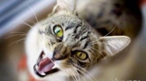 Кошка зовет кота. Звук кошки. Звуки для кота. Звук для котов. Дразнить кота. Sound for the cat.