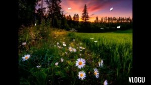 Позарастали стежки - дорожки.   Караоке.