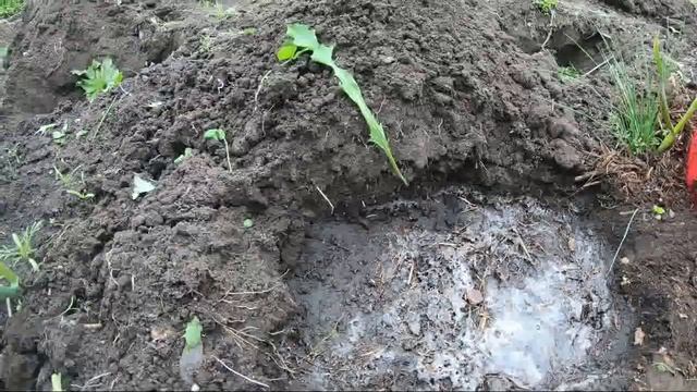Арбузы выращивать в открытом грунте в Сибири просто!