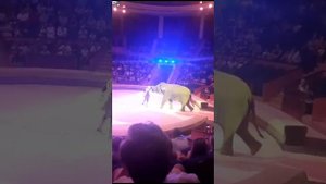 Взбесившийся слон в цирке чуть не затоптал артиста цирка